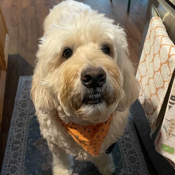 🩵💙🩵💙 - Picture 3 of 3